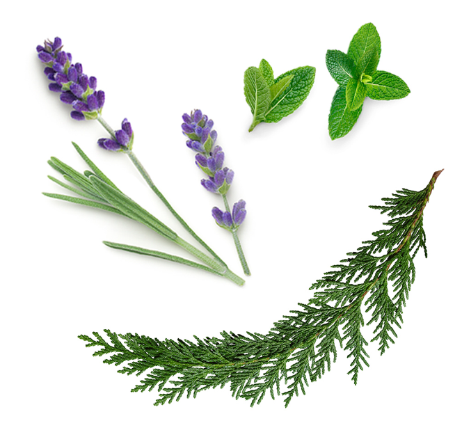 AromaTouch™ I Mélange pour massage I Huiles essentielles