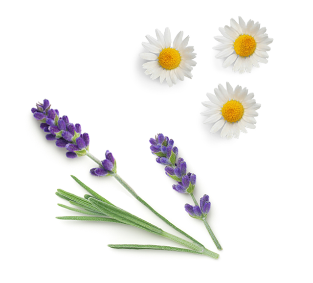Two sprigs of purple lavender and three white daisy flowers with yellow centers arranged on a plain white background.