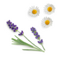 Two sprigs of purple lavender and three white daisy flowers with yellow centers arranged on a plain white background.