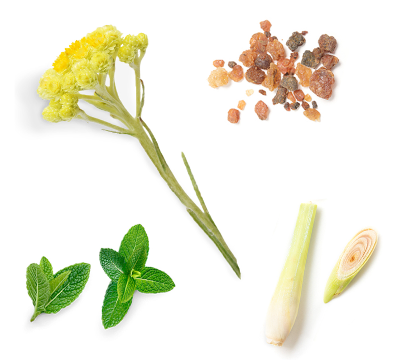 Natural ingredients including a yellow flower stem, two green mint leaves, a sliced white leek, and a small pile of amber-colored resin pieces, arranged on a plain white background.