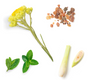 Natural ingredients including a yellow flower stem, two green mint leaves, a sliced white leek, and a small pile of amber-colored resin pieces, arranged on a plain white background.
