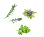 Three botanical ingredient clusters on a white background: two green rosemary sprigs, one green leafy herb with three blue-purple berries, likely juniper.