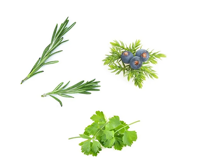 Three botanical ingredient clusters on a white background: two green rosemary sprigs, one green leafy herb with three blue-purple berries, likely juniper.
