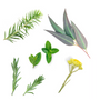 Stick DDRPrime doterra Composition