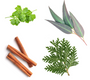 dōTERRA abōde™ I Mélange rafraîchissant  I Huiles essentielles Ingredients