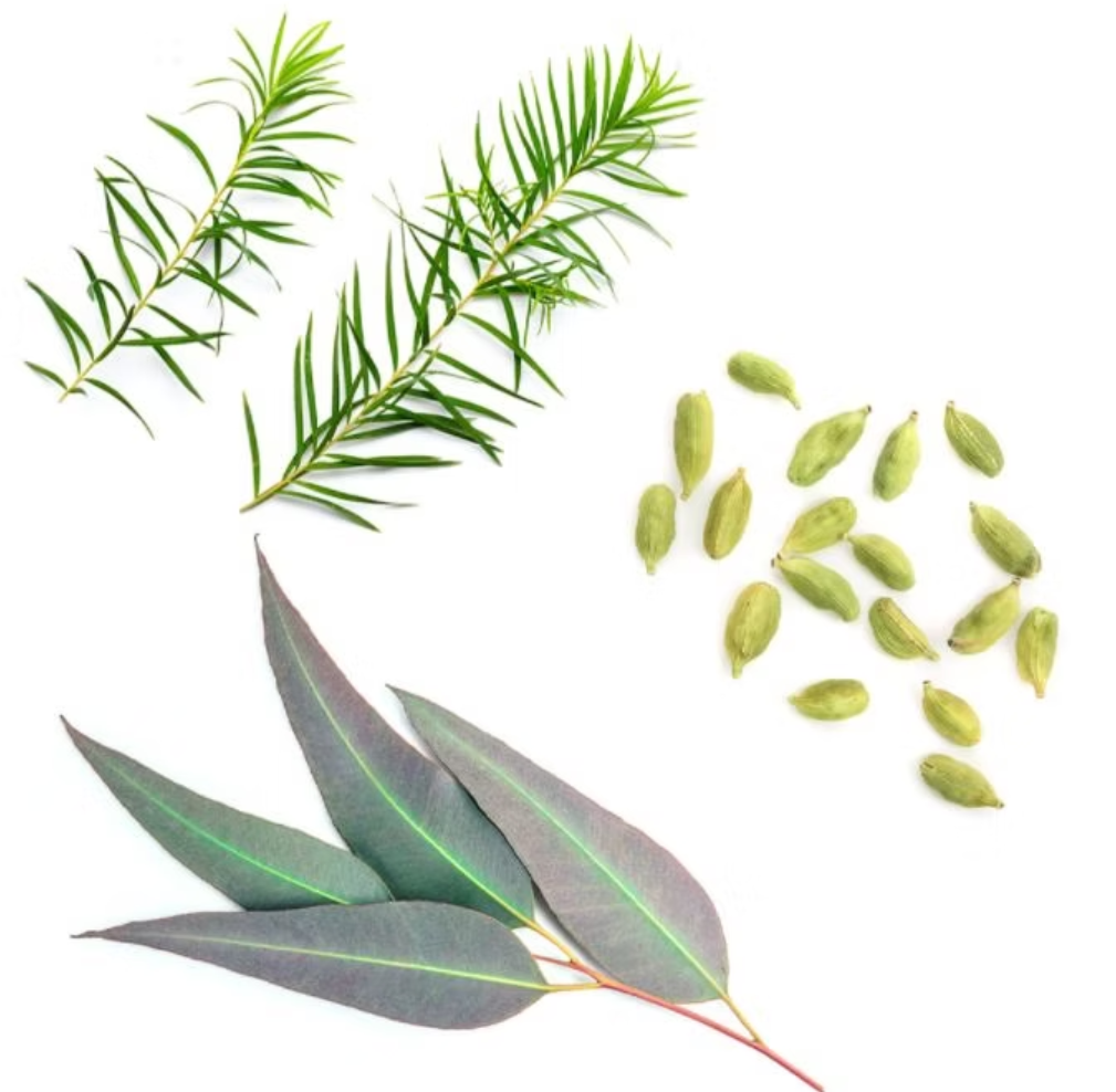 Green eucalyptus botanical elements on a white background, including two sprigs of needle-like leaves, several large oval leaves with pale veins, and a small cluster of green seeds.