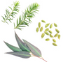 Green eucalyptus botanical elements on a white background, including two sprigs of needle-like leaves, several large oval leaves with pale veins, and a small cluster of green seeds.