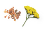 A small cluster of irregular orange-brown crystals on the left and a single yellow flower stem with green leaves on the right, photographed on a plain white background.