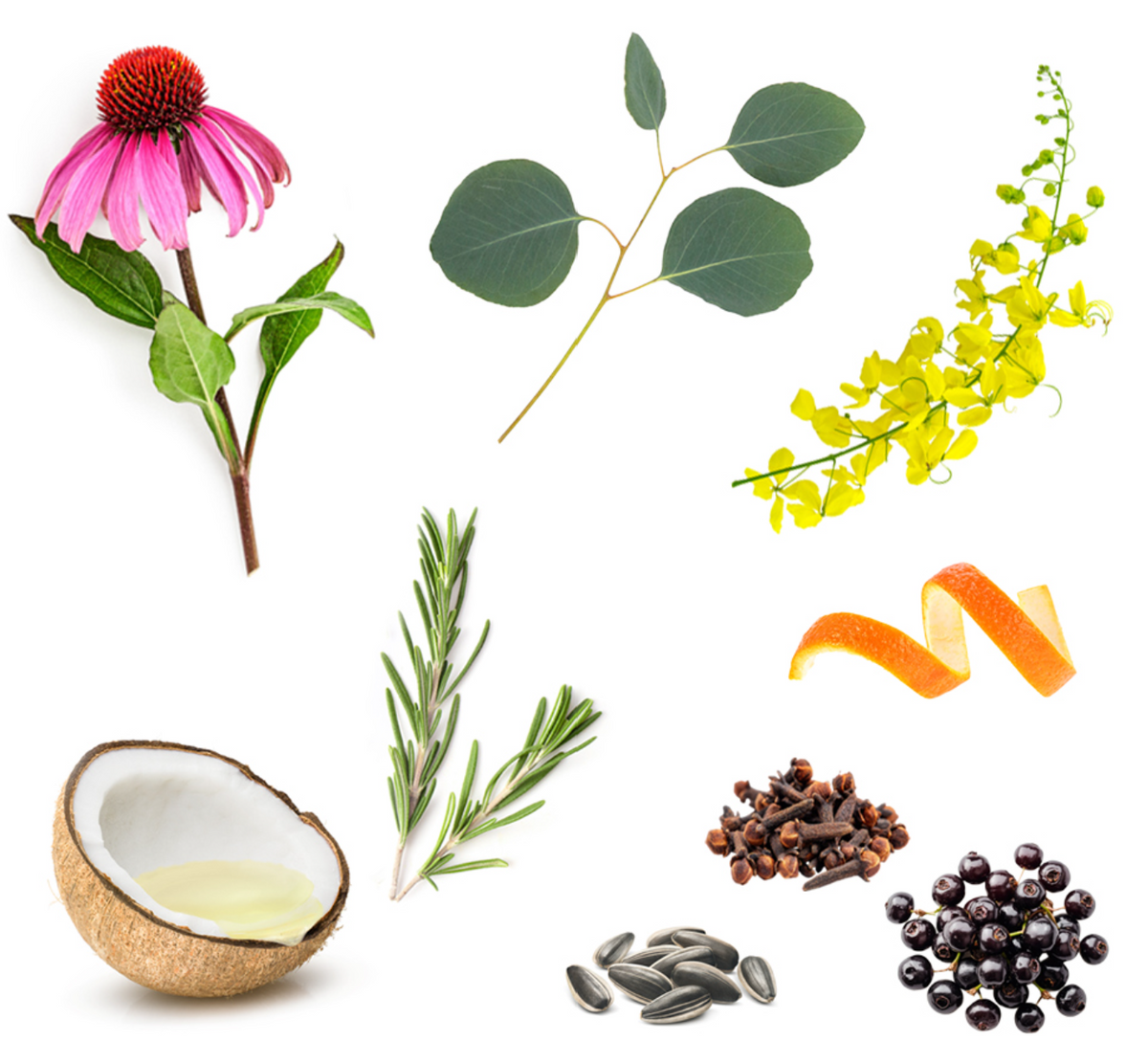 Stick dōTERRA On Guard® + Échinacée