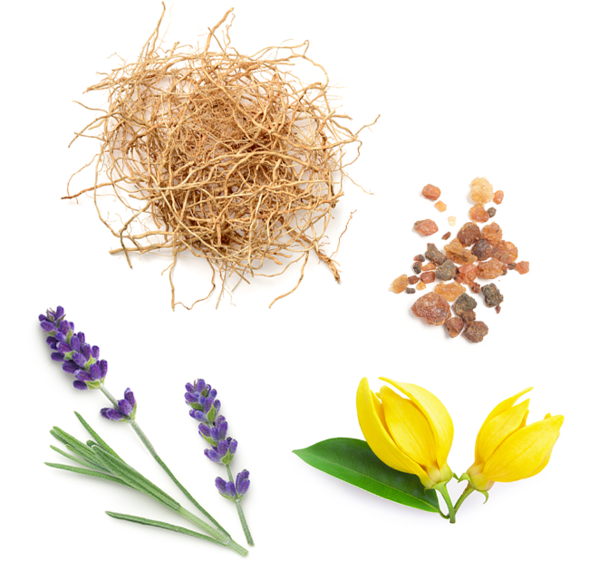 Four natural ingredients arranged on a white background: a bundle of tan roots at top left, a small pile of brown and amber stones at top right, purple lavender sprigs at bottom left, and two yellow tulip buds with green leaves at bottom right.