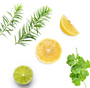 Fresh citrus and herb ingredients arranged on a white background: a green sprig, a yellow lemon wedge, a halved yellow lemon, a halved lime, and a bunch of cilantro.
