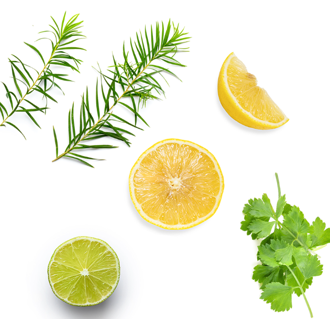 Fresh citrus and herb ingredients arranged on a white background: a green sprig, a yellow lemon wedge, a halved yellow lemon, a halved lime, and a bunch of cilantro.