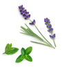 Two sprigs of purple lavender with green stems and two small green leaves on a plain white background.