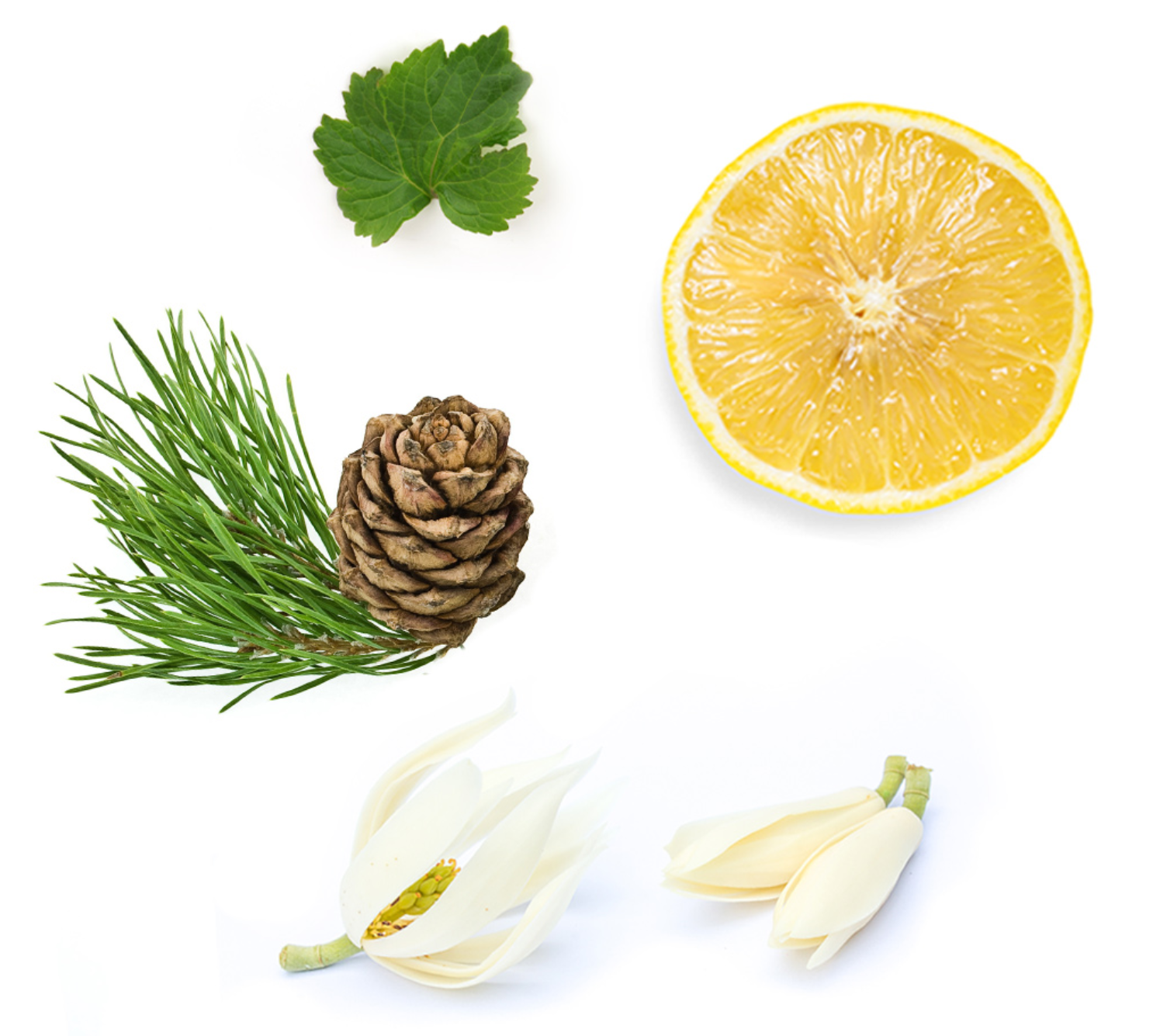 dōTERRA Shinrin-Yoku™ Mélange bain de forêt Ingredients