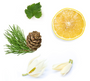 dōTERRA Shinrin-Yoku™ Mélange bain de forêt Ingredients