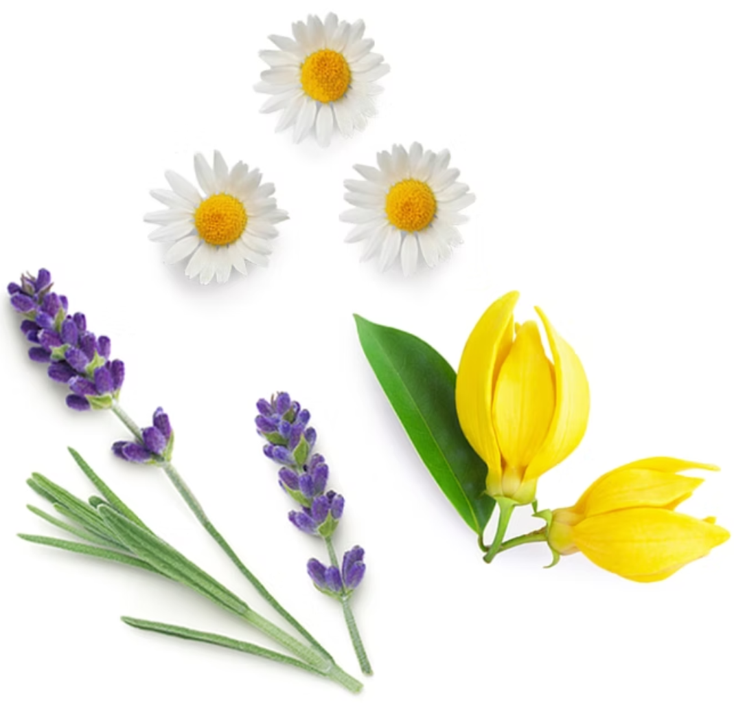 doTERRA Serenity Composition