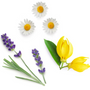 doTERRA Serenity Composition
