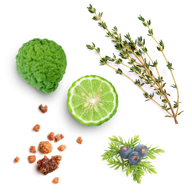 A botanical flat-lay of fresh ingredients on a white background, including a textured green fruit, a sliced lime, a sprig of thyme, a small cluster of blueberries, and scattered brown spice-like pieces.