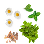 doterra Past Tense Ingredients