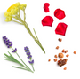 dōTERRA Salubelle™ Mélange régénérant pour la peau Ingredients