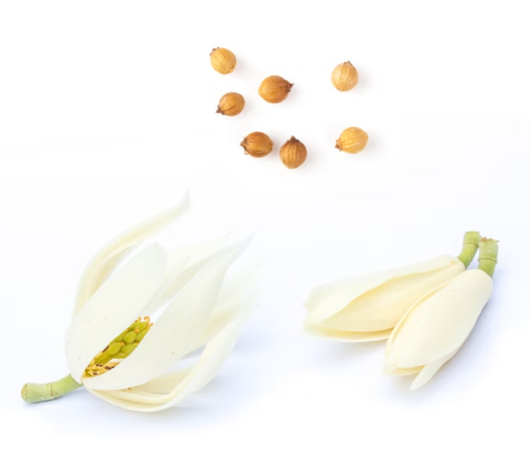 Two pale cream magnolia blossoms and several small tan seeds arranged on a clean white background.