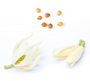 Two pale cream magnolia blossoms and several small tan seeds arranged on a clean white background.