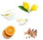 Natural ingredients for a fragrance or essential oil blend, including two yellow flowers with green leaves, two white blossoms, two orange slices, and a small pile of dried resin or salt-like crystals, all arranged on a white background.