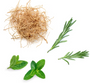 A botanical ingredient display featuring a clump of light brown roots, a green rosemary sprig, and two green mint leaves on a solid white background.