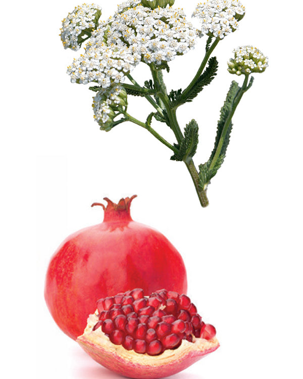 Yarrow|Pom Un duo actif de plantes