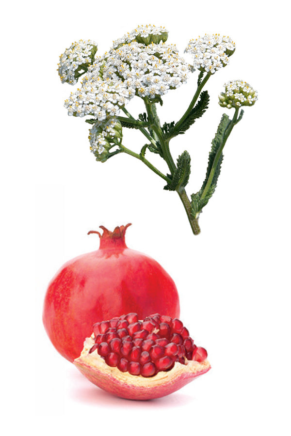 Yarrow|Pom Un duo actif de plantes